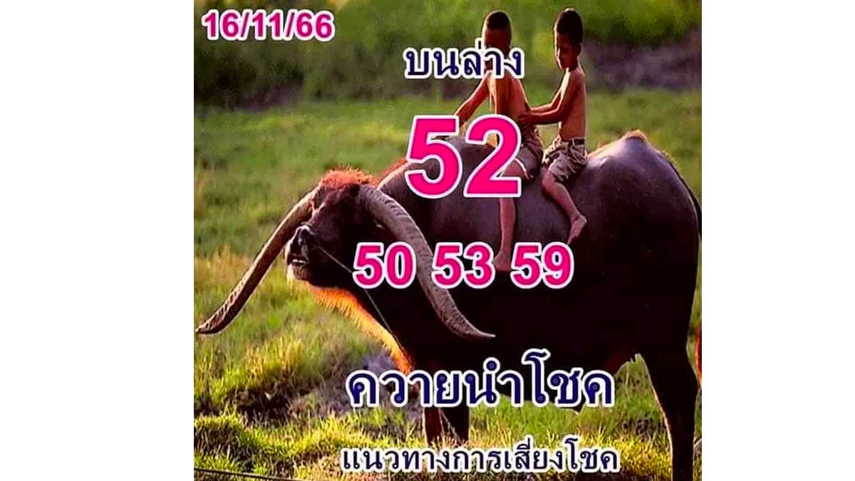 เลขเด็ดควายนำโชคงวด 16 พฤศจิกายน 2566