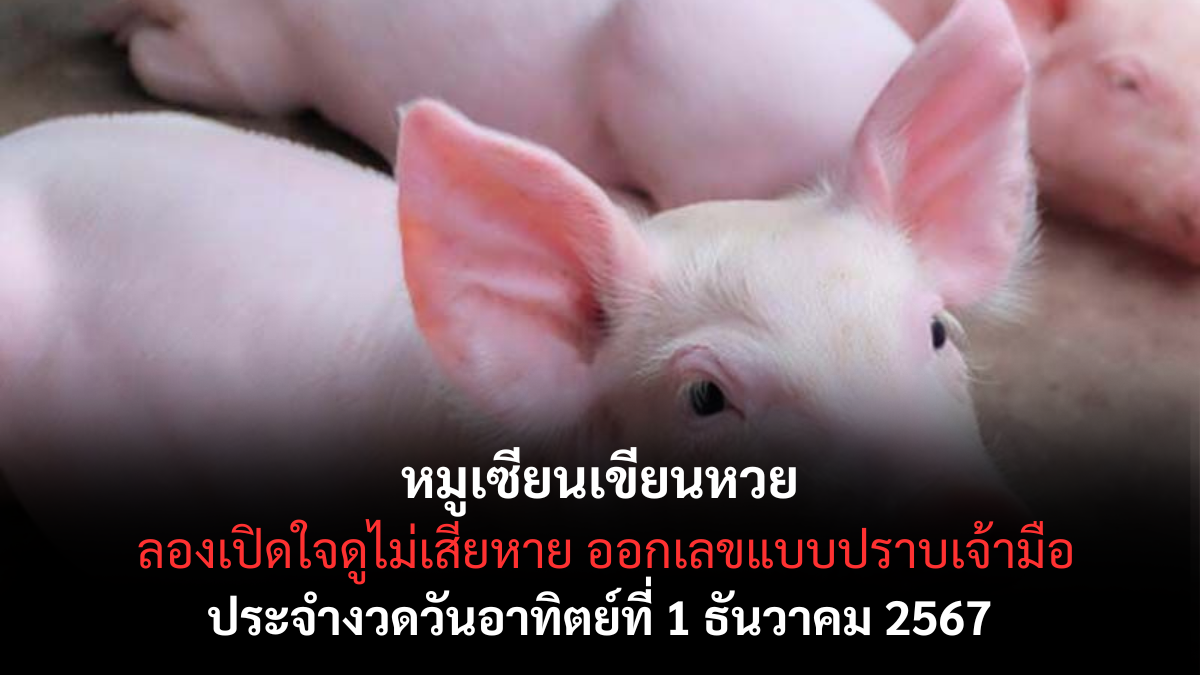 เลขเด็ดหมูเซียน