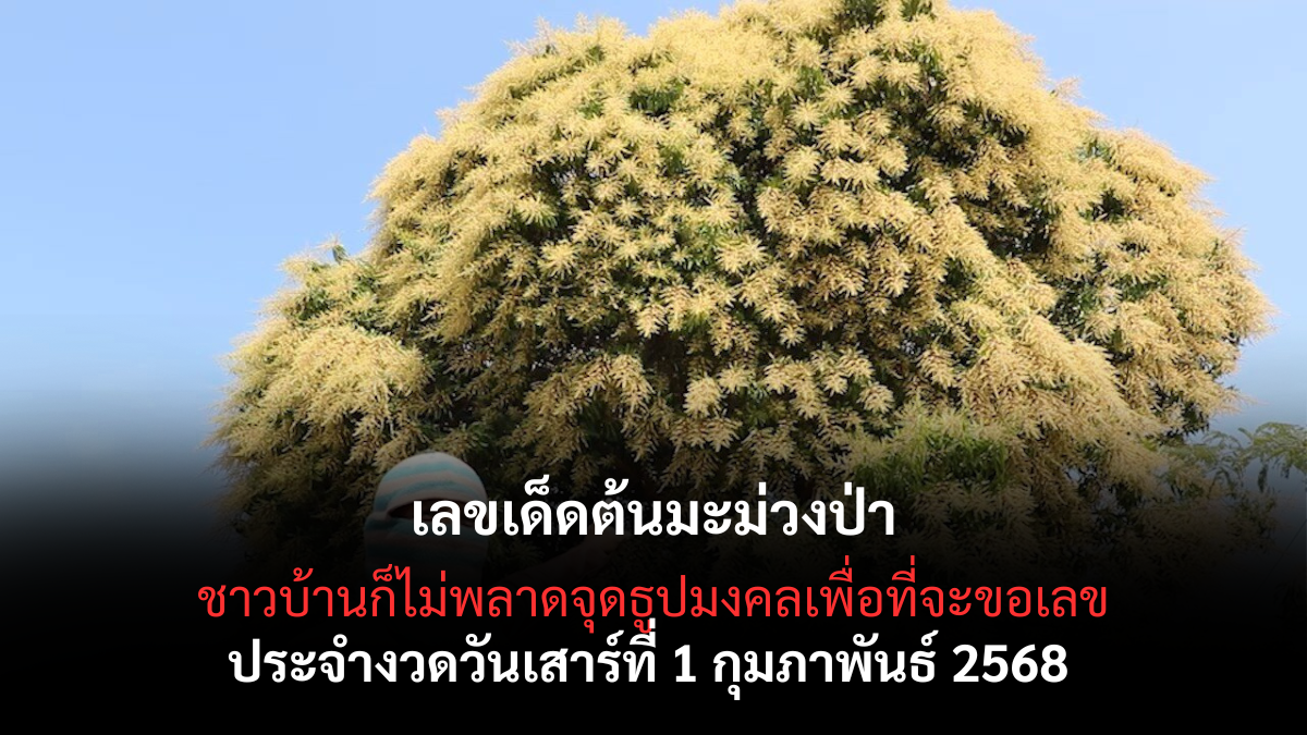 เลขเด็ดต้นมะม่วงป่า