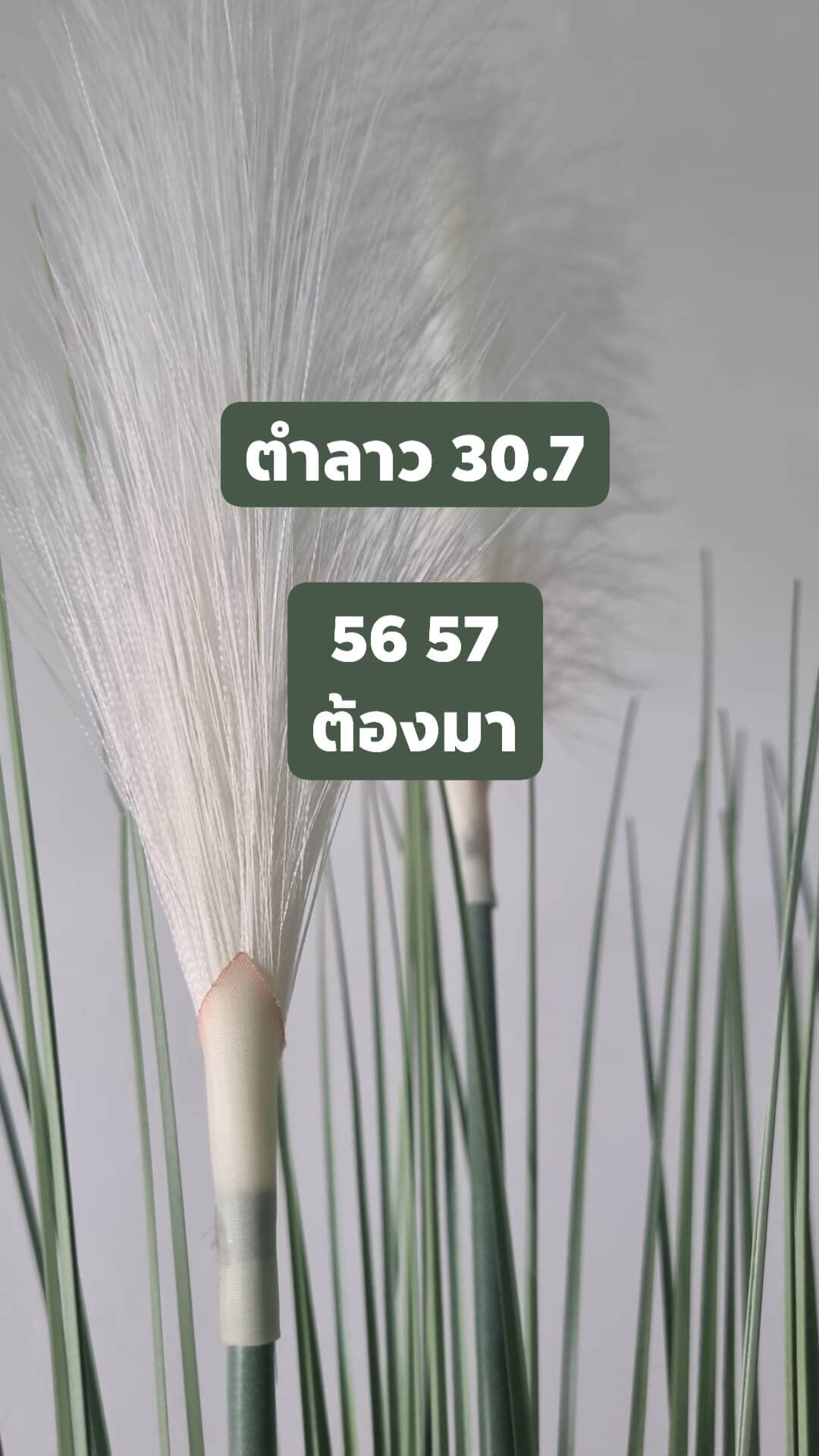 หวยลาว 30-7-68 ชุด8