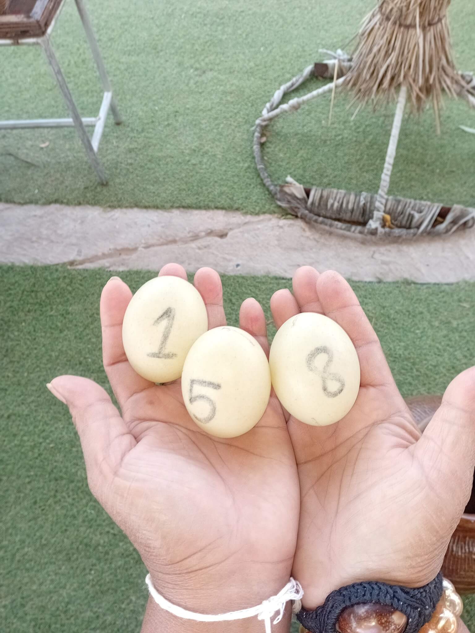 แนวทางหวยฮานอย 24/11/68 แนวทางหวยฮานอยวันนี้ออก งวดวันที่ 24 พฤศจิกายน 2568 หวยฮานอย 24-11-68 ชุด3