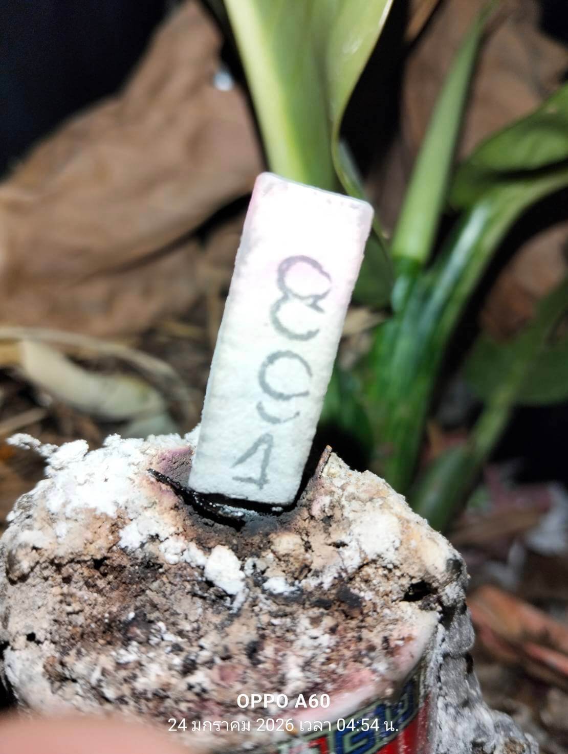 แนวทางหวยฮานอย 24/1/69 แนวทางหวยฮานอยวันนี้ออก งวดวันที่ 24 มกราคม 2568 หวยฮานอย 24-1-69 ชุด3